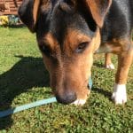 Photo of our dog